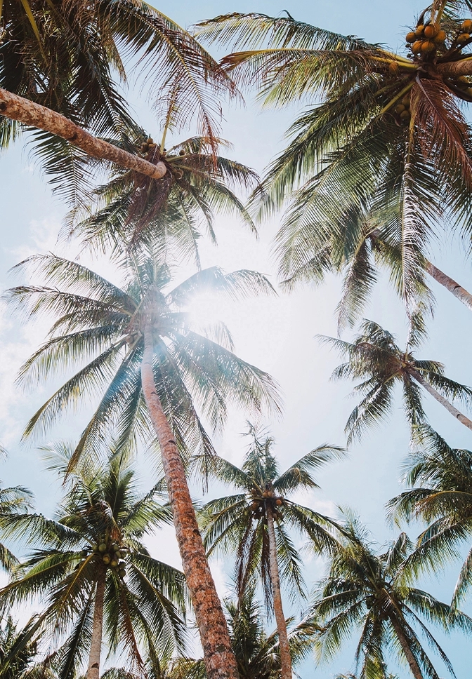 Palm Beach market card